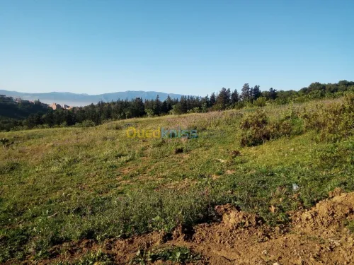 Vente Terrain Alger Douera