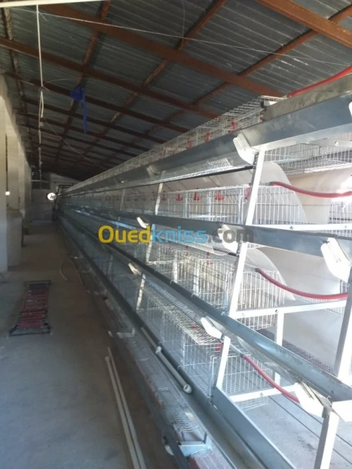 Baterrie poule pondeuse capasiter 4800