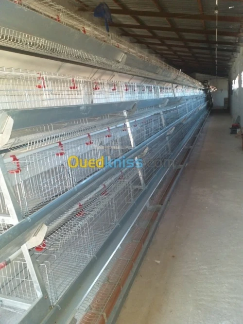 Baterrie poule pondeuse capasiter 4800