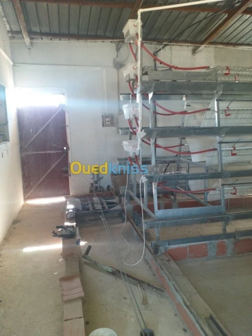 Baterrie poule pondeuse capasiter 4800