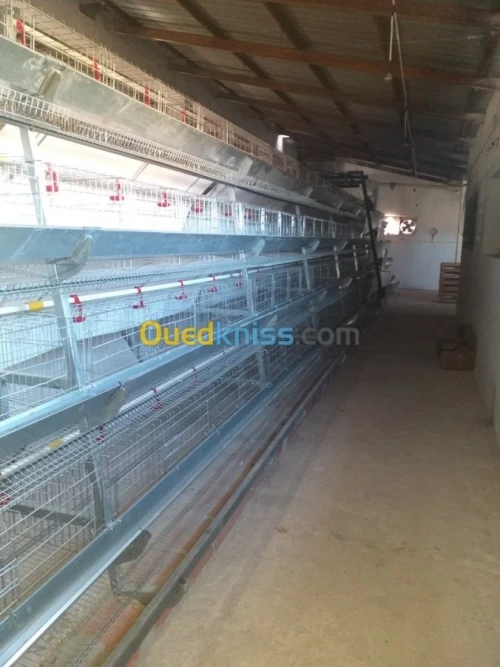 Baterrie poule pondeuse capasiter 4800