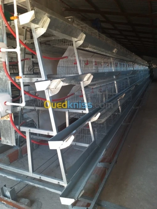 Baterrie poule pondeuse capasiter 4800