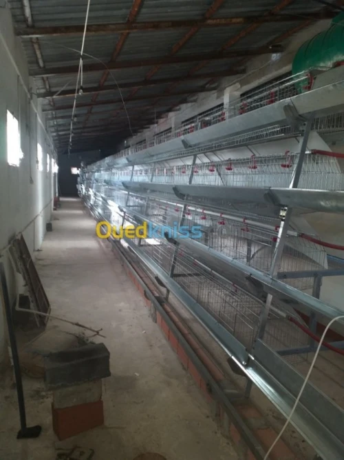 Baterrie poule pondeuse capasiter 4800