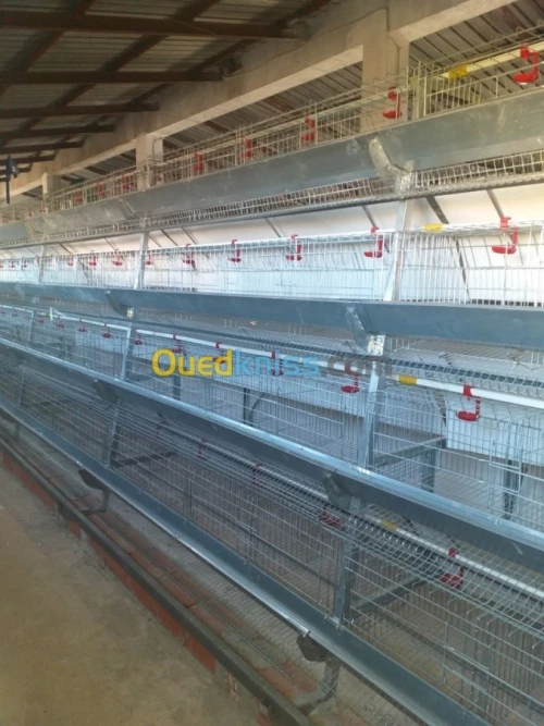 Baterrie poule pondeuse capasiter 4800