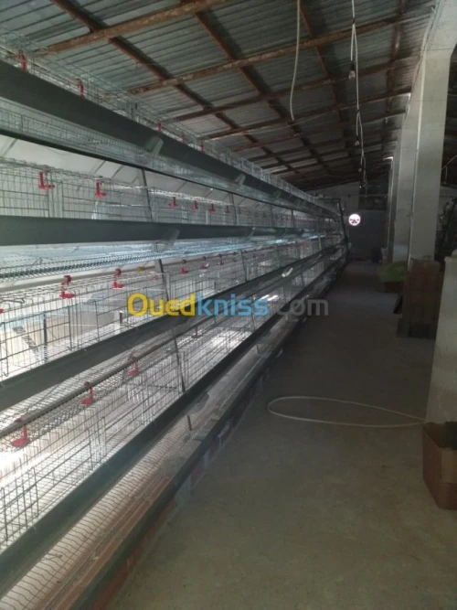 Baterrie poule pondeuse capasiter 4800