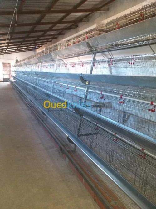 Baterrie poule pondeuse capasiter 4800