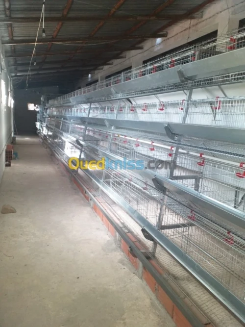 Baterrie poule pondeuse capasiter 4800