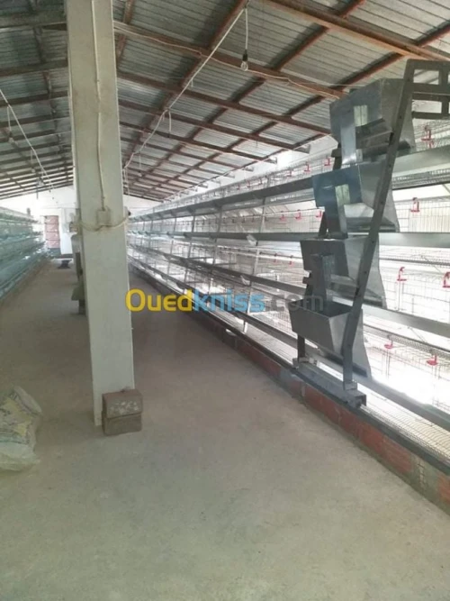Baterrie poule pondeuse capasiter 4800