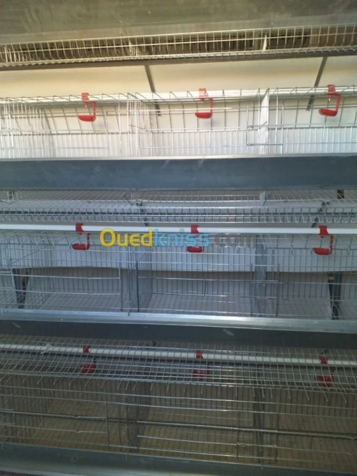 Baterrie poule pondeuse capasiter 4800