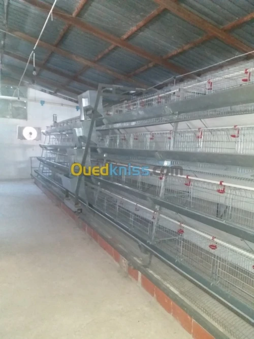 Baterrie poule pondeuse capasiter 4800