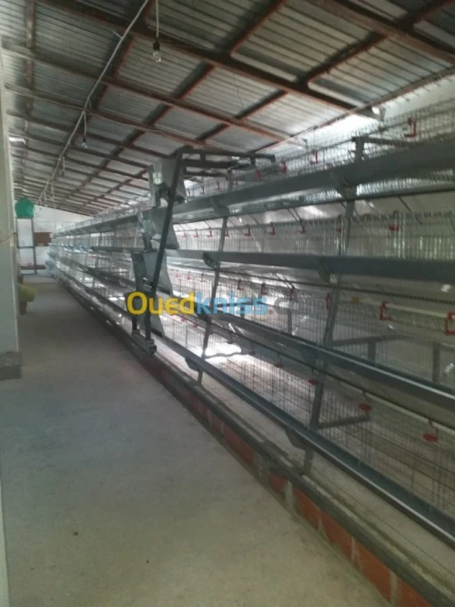 Baterrie poule pondeuse capasiter 4800