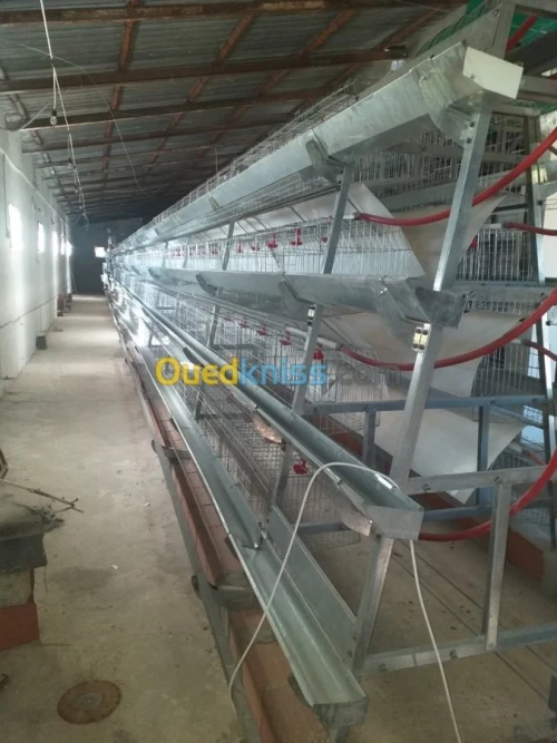 Baterrie poule pondeuse capasiter 4800