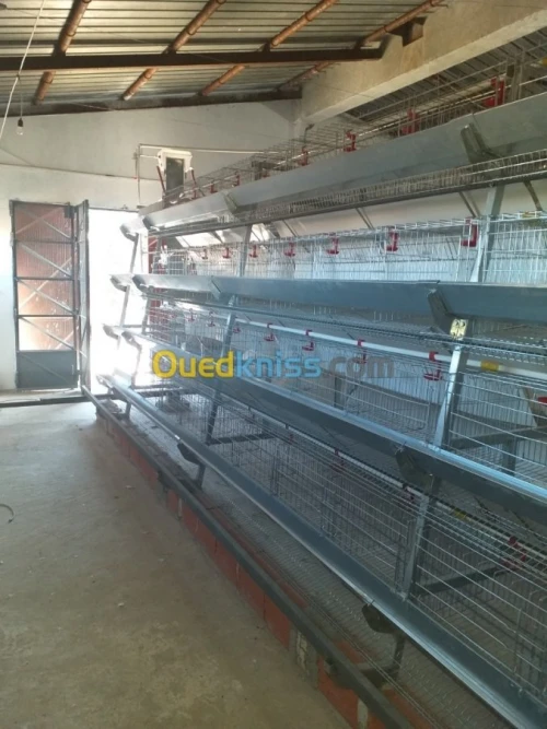 Baterrie poule pondeuse capasiter 4800