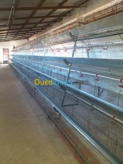 Baterrie poule pondeuse capasiter 4800