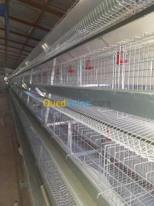 Baterrie poule pondeuse capasiter 4800