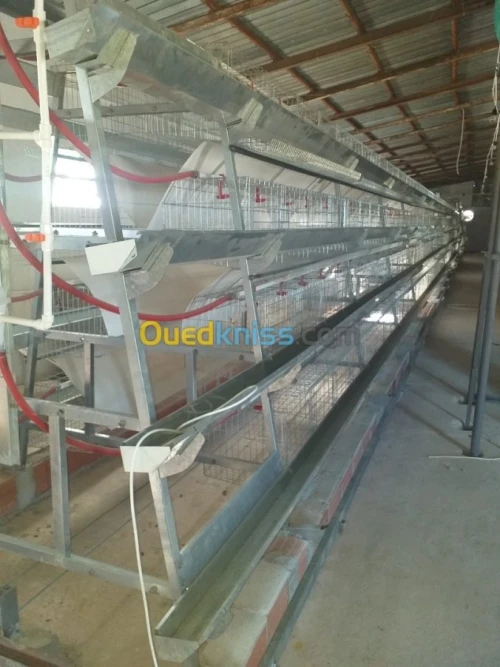 Baterrie poule pondeuse capasiter 4800
