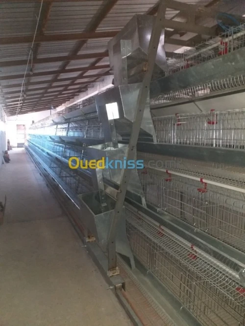 Baterrie poule pondeuse capasiter 4800