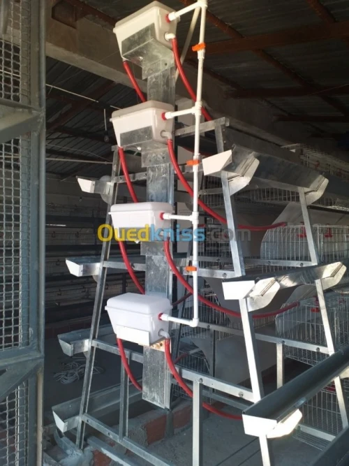 Baterrie poule pondeuse capasiter 4800
