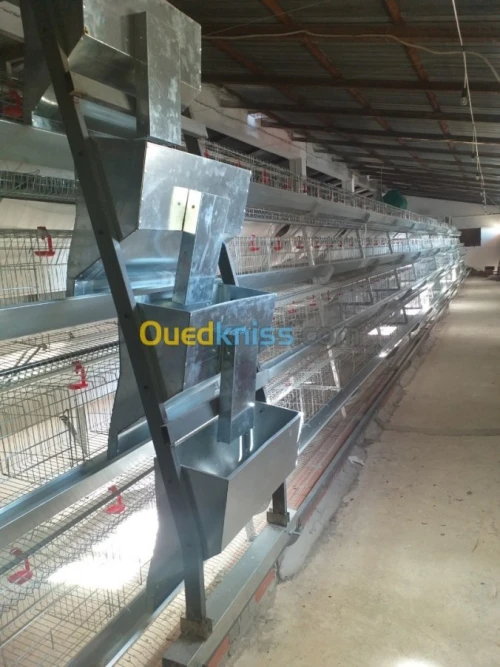 Baterrie poule pondeuse capasiter 4800