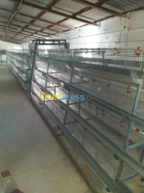 Baterrie poule pondeuse capasiter 4800