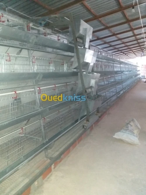 Baterrie poule pondeuse capasiter 4800