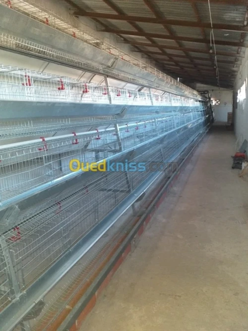 Baterrie poule pondeuse capasiter 4800