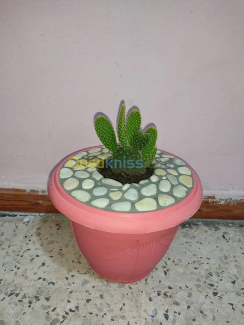 The world of plants 