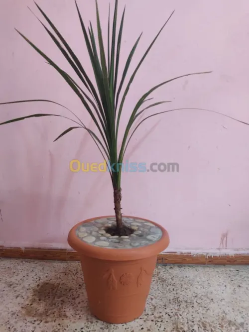 The world of plants 