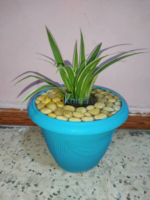 The world of plants 