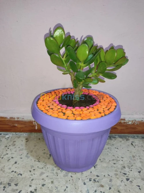 The world of plants 
