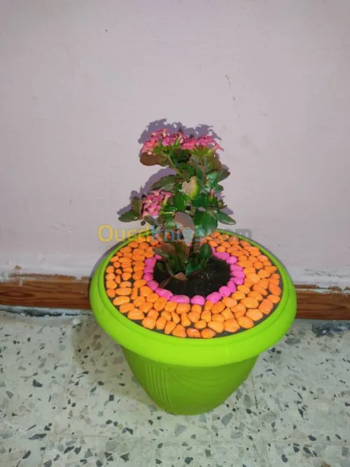 The world of plants 