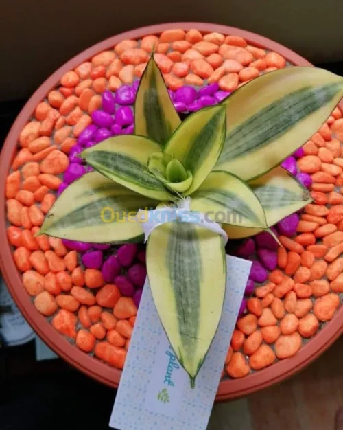 The world of plants 