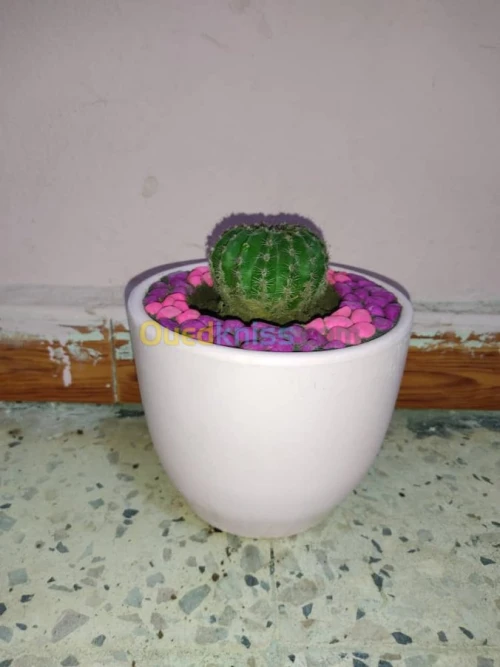 The world of plants 