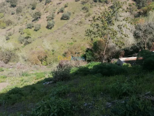 Vente Terrain Setif Beni ouartilene