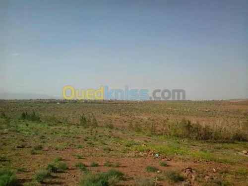 Vente Terrain Agricole Naama Ain sefra