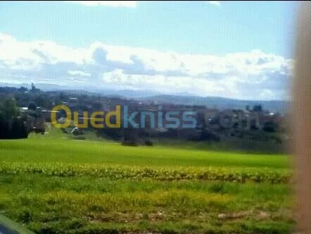 Vente Terrain Ain defla Rouina