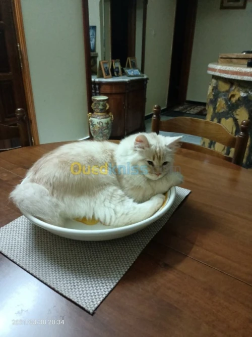 Persan Hawaïen