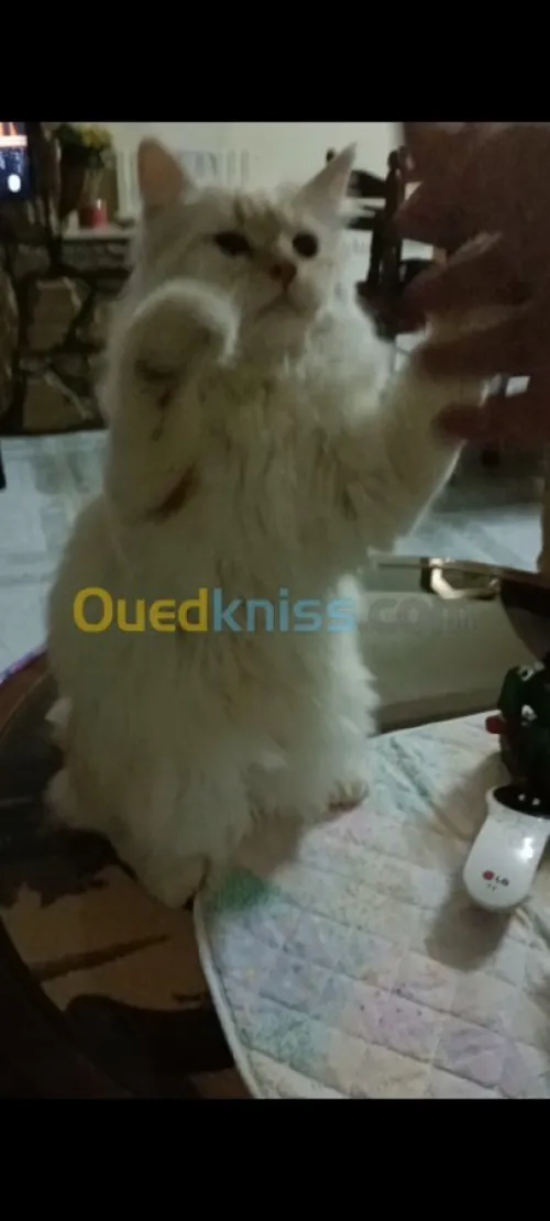 Persan Hawaïen