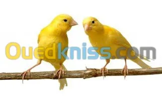 CANARIS
