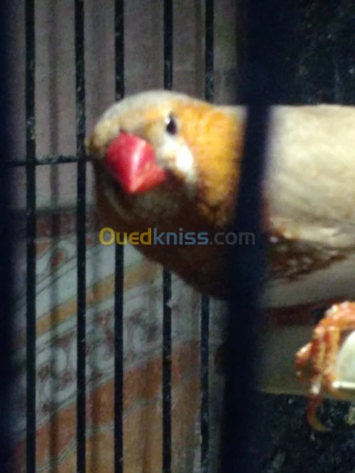 Mandarin geant