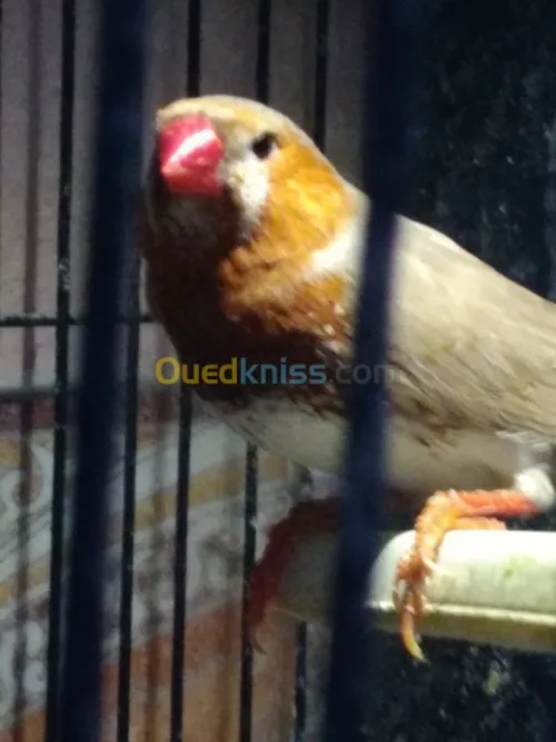 Mandarin geant
