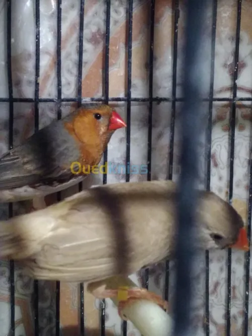 Mandarin geant