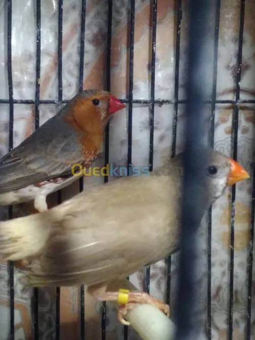Mandarin geant