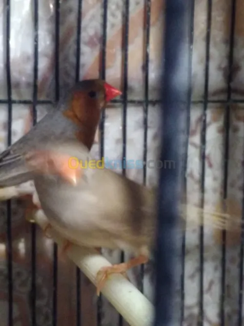 Mandarin geant