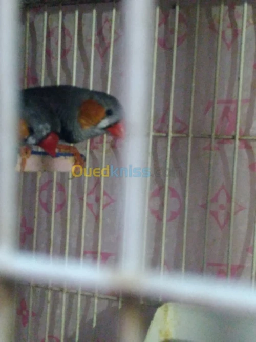 Mandarin geant