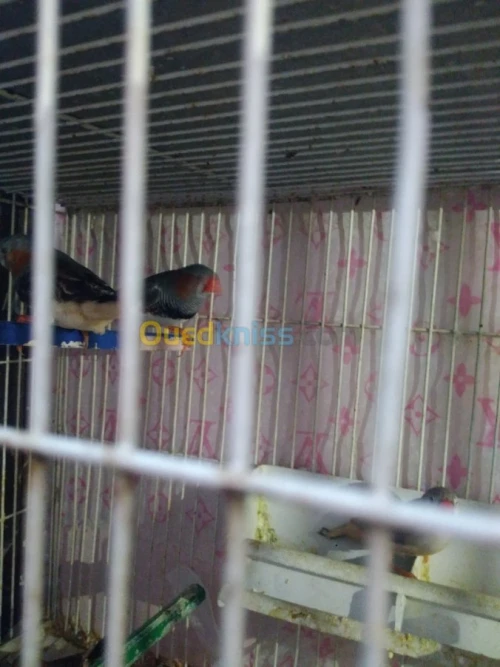 Mandarin geant