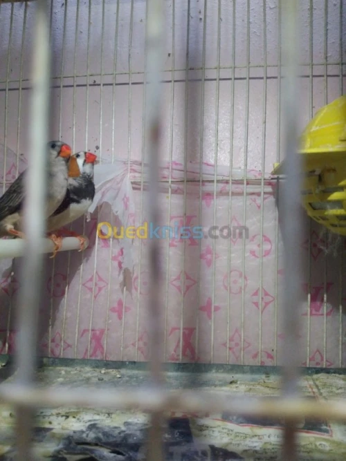 Mandarin geant