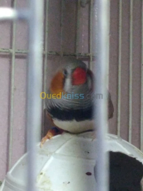 Mandarin geant