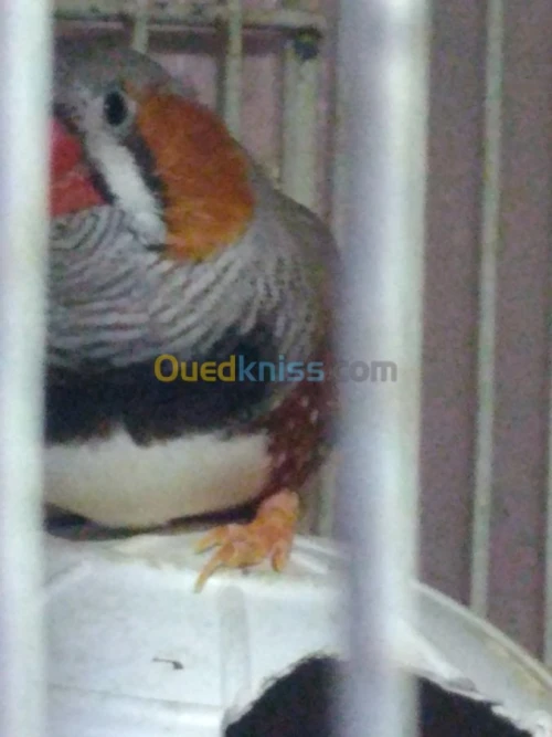 Mandarin geant