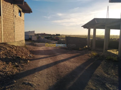 Vente Carcasse Mila Chelghoum laid